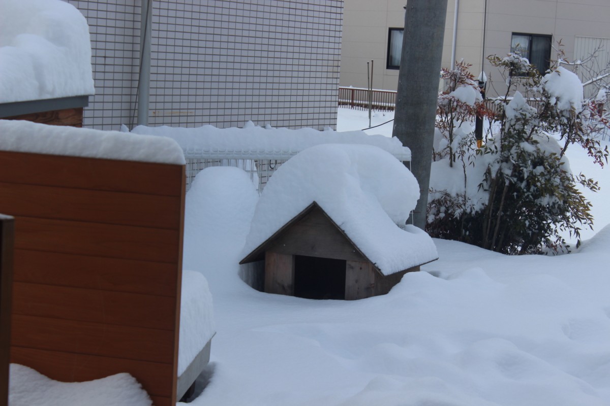 すごい大雪 2月15日 すごい大雪 2月15日