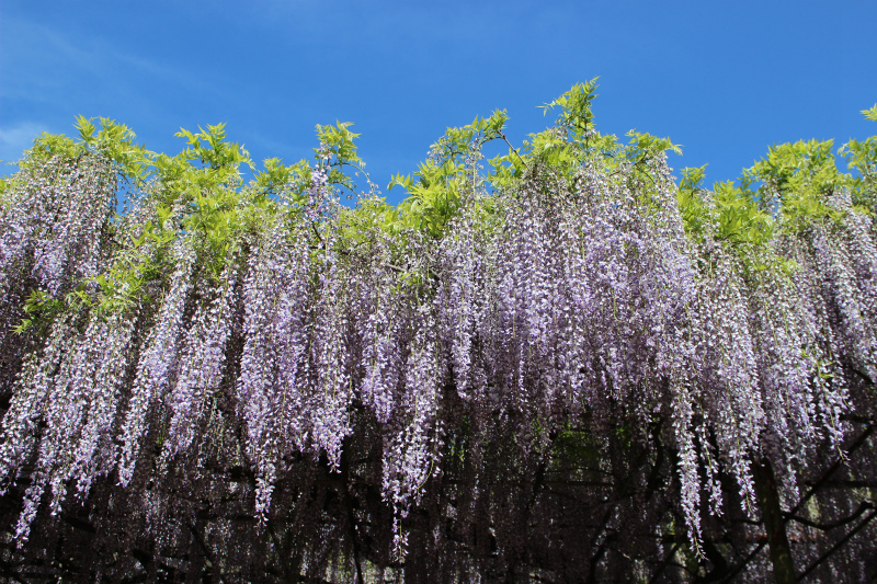 上田 花めぐり ★ 藤の名所 かばんの藤 信濃国分寺史跡公園 上田 花めぐり ★ 藤の名所 かばんの藤 信濃国分寺史跡公園
