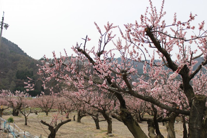あんずの森 花さかフェスタ あんずの森 花さかフェスタ
