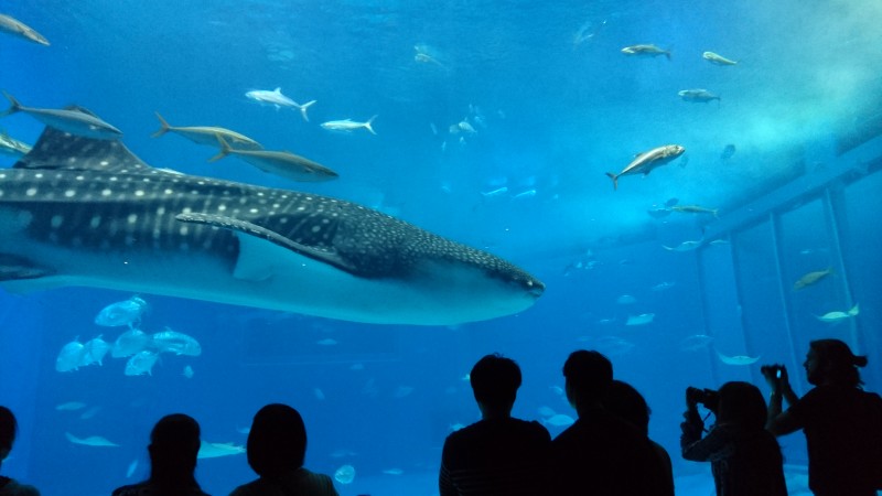 沖縄~美ら海水族館~ 沖縄~美ら海水族館~