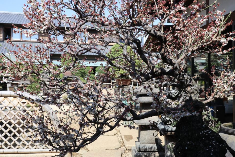 春花園 BONSAI 美術館 長野巡り&お出かけ喜録